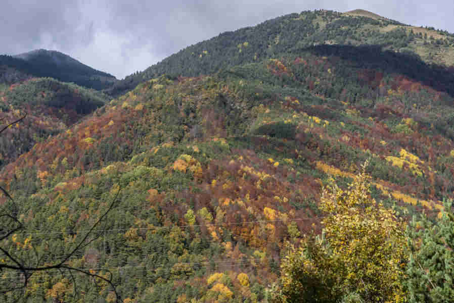 Huesca - valle de Vio 06 - bosque de la Pardina del Señor.jpg